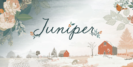 Sample Pack from Juniper in Cotton